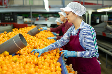 Focused female sorter working on citrus sorting line in agricultural produce processing factory, checking ripe mandarins © JackF