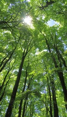 Naklejka premium Sunlight streams through the dense canopy of a lush green forest, creating a dappled light effect.