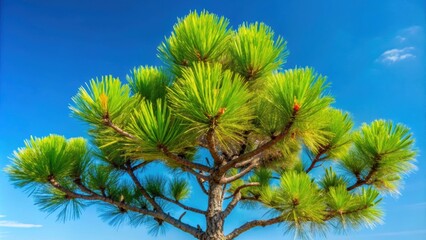 Chir Pine long needles against a blue sky backdrop, Chir Pine, long needles, blue sky, background, Pinus roxburghii