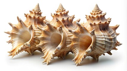Close-up of three murex shells arranged in a trio with clipping path included, murex shells, trio, close-up, arrangement