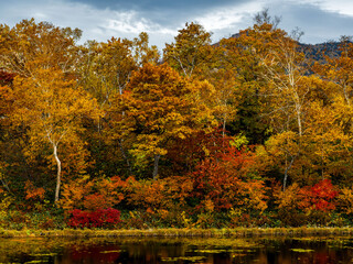 色とりどりカラフルに紅葉した蓮池のほとりの早朝のしっとりした風景