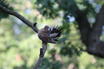 Dove spreads feathers