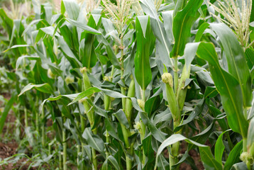 Unripe fresh corn cobs growing