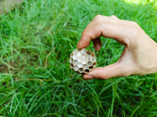 Hand holding a wasp nest on a green grass background