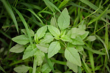 Close-up of wild amaranth growing naturally