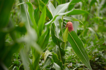 Corn in the farmland bears fruit