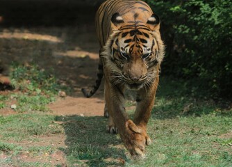 a Sumatran tiger wandering in the bushes during the day