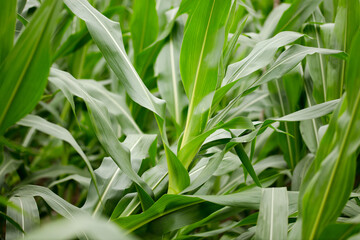 Obraz premium Corn seedlings growing well