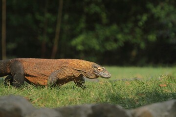 a Komodo dragon wanders in the bushes during the day