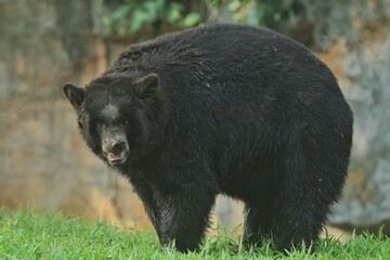 A black bear is standing in the grass looking at the camera © Pitokung