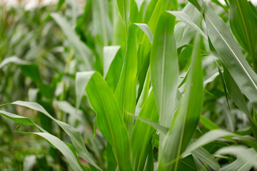 Obraz premium Corn seedlings growing well