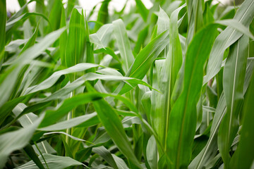 Fototapeta premium Corn seedlings growing well