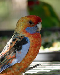 The Adelaide Rosella is the result of interbreeding between the Crimson and Yellow Rosellas.