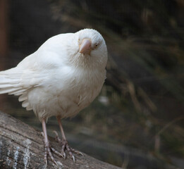 the albino raven has a pink beak and white feathers