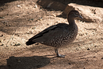 The females have a paler head with two white stripes, above and below the eye, a speckled breast and flanks, with a white lower belly and undertail.