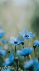 Photography of blue anemone flowers with copy space