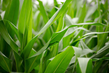 Fototapeta premium Corn seedlings growing well