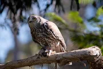 The barking owl has bright yellow eyes and no facial-disc. Upperparts are brown or greyish-brown, and the white breast is vertically streaked with brown.