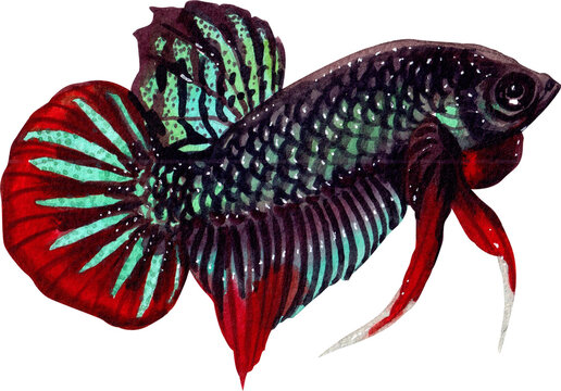 betta imbellis siamese wild bettas watercolor painting hand-drawn illustration