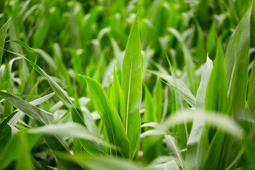 Corn seedlings growing well