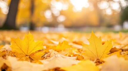 Golden Yellow Leaves Highlighting Autumn Serenity