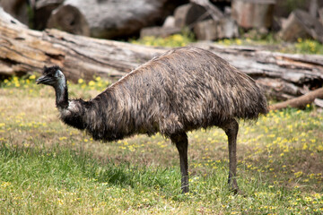 Emus are covered in primitive feathers that are dusky brown to grey-brown with black tips. The Emu's neck is bluish black and mostly free of feathers.