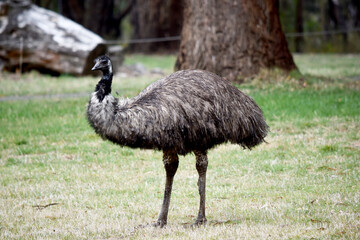 Emus are covered in primitive feathers that are dusky brown to grey-brown with black tips. The Emu's neck is bluish black and mostly free of feathers.