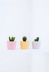 Fototapeta premium Three potted cacti arranged in colorful pots against a light background in a minimalist indoor setting. Generative AI