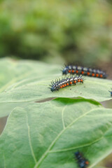 Caterpillar or larva of the butterfly Doleschallia bisaltide