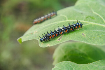 Caterpillar or larva of the butterfly Doleschallia bisaltide