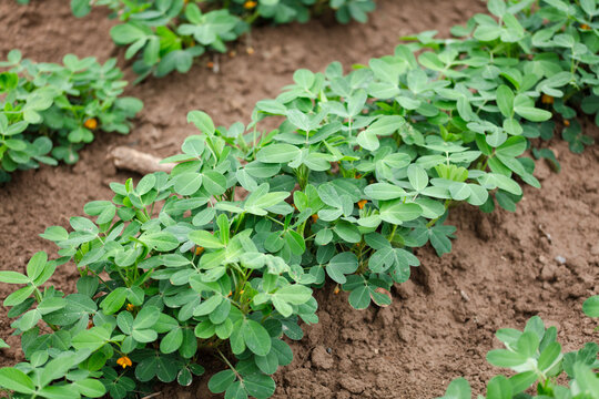 Peanuts growing in a peanut field