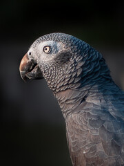 Portrait of a Grey Parrot