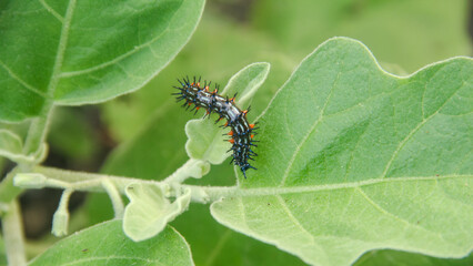 Caterpillar or larva of the butterfly Doleschallia bisaltide