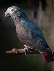 Portrait of a grey parrot