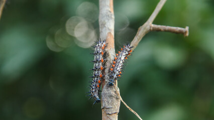 Caterpillar or larva of the butterfly Doleschallia bisaltide