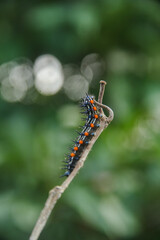 Caterpillar or larva of the butterfly Doleschallia bisaltide