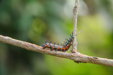 Caterpillar or larva of the butterfly Doleschallia bisaltide
