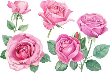 Watercolor pink roses set isolated on white background. Clip arts for graphic