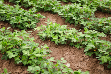 Peanuts growing in a peanut field