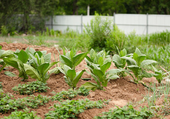 Tobacco leaves planted in farmland