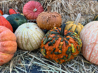 Multicolor funky colored pumpkins and gourds with textures, shapes, patterns.