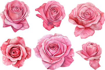 Fototapeta premium set of pink roses