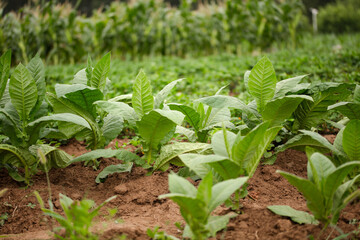 Tobacco leaves planted in farmland