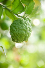 Green kaffir lime fruit that is still on the tree and shines with beautiful morning sunlight