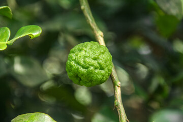 Green kaffir lime fruit that is still on the tree and shines with beautiful morning sunlight