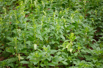Sesame, a traditional oil crop in China