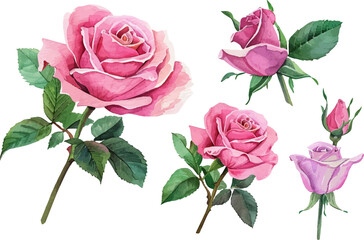 Fototapeta premium bouquet of roses