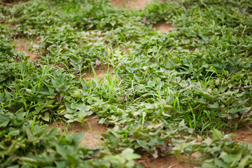 Sweet potato vines are growing vigorously in the sweet potato field