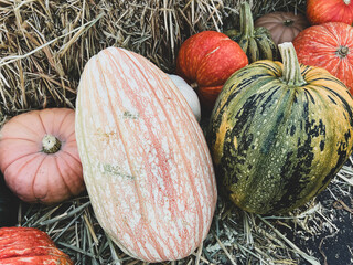Multicolor colorful pumpkins and gourds on a pumpkin patch in autumn for Halloween decorations