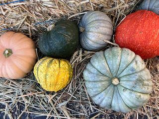 Multicolor colorful pumpkins and gourds on a pumpkin patch in autumn for Halloween decorations